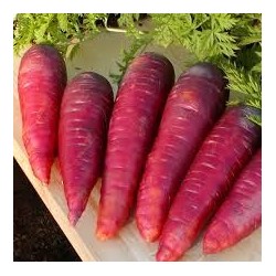 CAROTTE DRAGON VIOLETTE