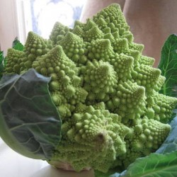 CHOU ROMANESCO OTTOBRINO