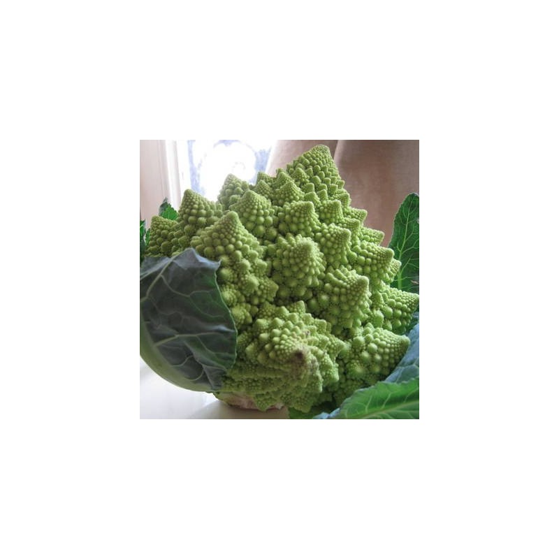 CHOU ROMANESCO OTTOBRINO