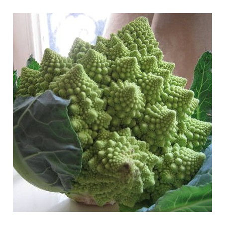 CHOU ROMANESCO OTTOBRINO