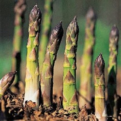 ASPERGE MARY WASHINGTON