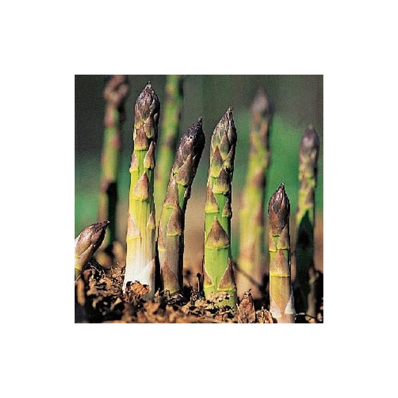 ASPERGE MARY WASHINGTON