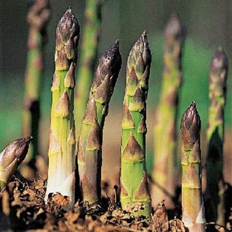 ASPERGE MARY WASHINGTON ASPERGE MARY WASHINGTON