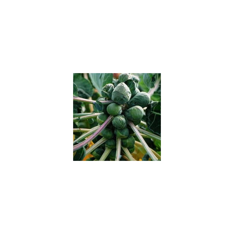 CHOU DE BRUXELLES SANDA