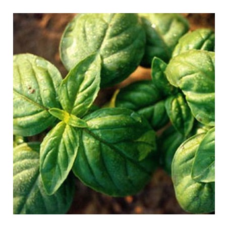 BASILIC GRAND VERT BASILIC GRAND VERT