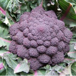 CHOU BROCOLI EARLY PURPLE SPROUNTING
