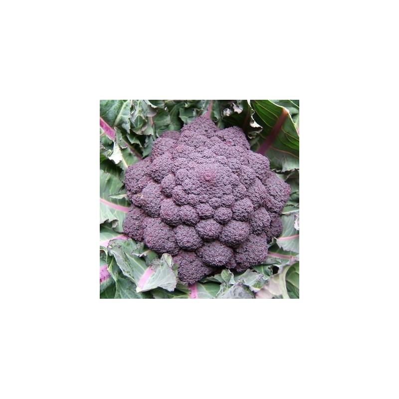 CHOU BROCOLI EARLY PURPLE SPROUNTING