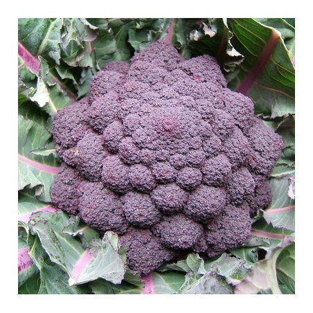 CHOU BROCOLI EARLY PURPLE SPROUNTING