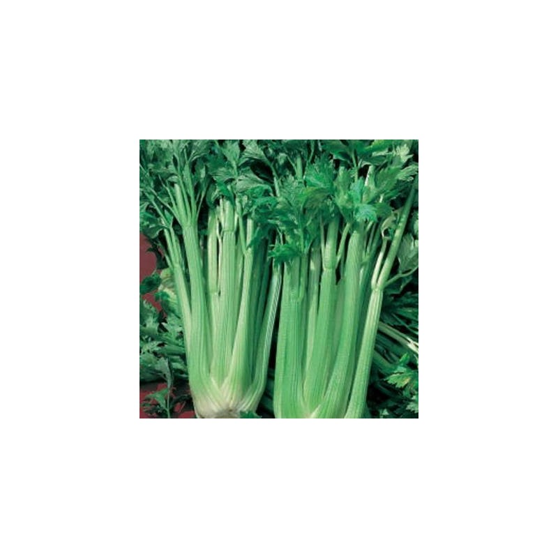 CELERI BRANCHE D'ELNE