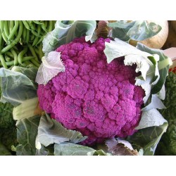 CHOU FLEUR VIOLET DE SICILE