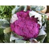 CHOU FLEUR VIOLET DE SICILE