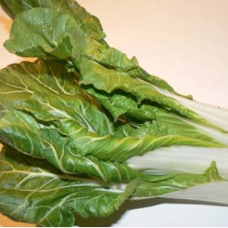 CHOU DE CHINE PAK CHOI