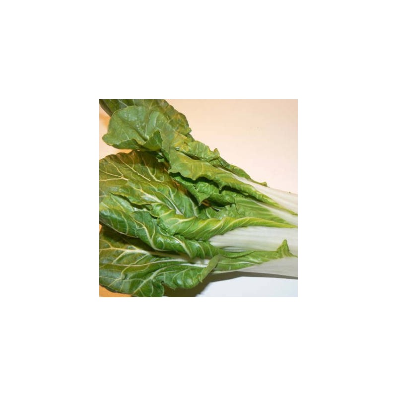 CHOU DE CHINE PAK CHOI