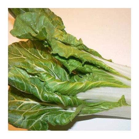 CHOU DE CHINE PAK CHOI