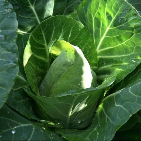 CHOU CABUS COEUR DE BOEUF DES VERTUES CHOU CABUS COEUR DE BOEUF DES VERTUES