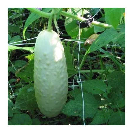 CONCOMBRE BLANC WHITE WONDER CONCOMBRE BLANC WHITE WONDER