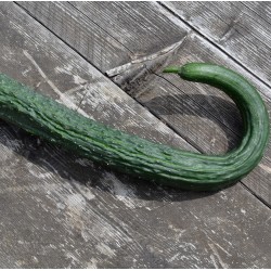 CONCOMBRE TRES LONG DE CHINE