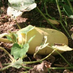 COURGE VEGETABLE SPAGHETTI