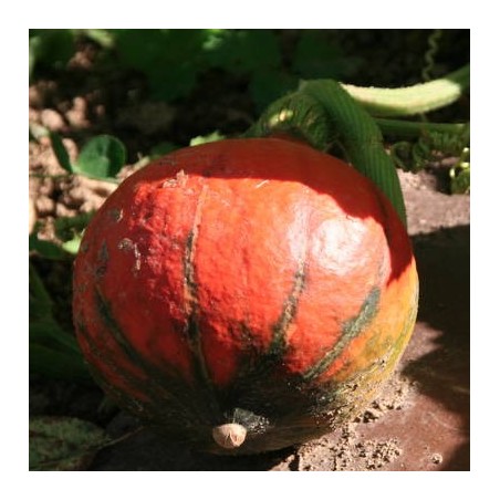 POTIMARRON POTIMARRON