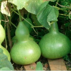COURGE PELERINE