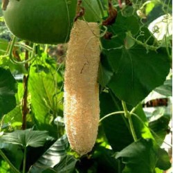 COURGE EPONGE - LUFFA CYLINDRICA