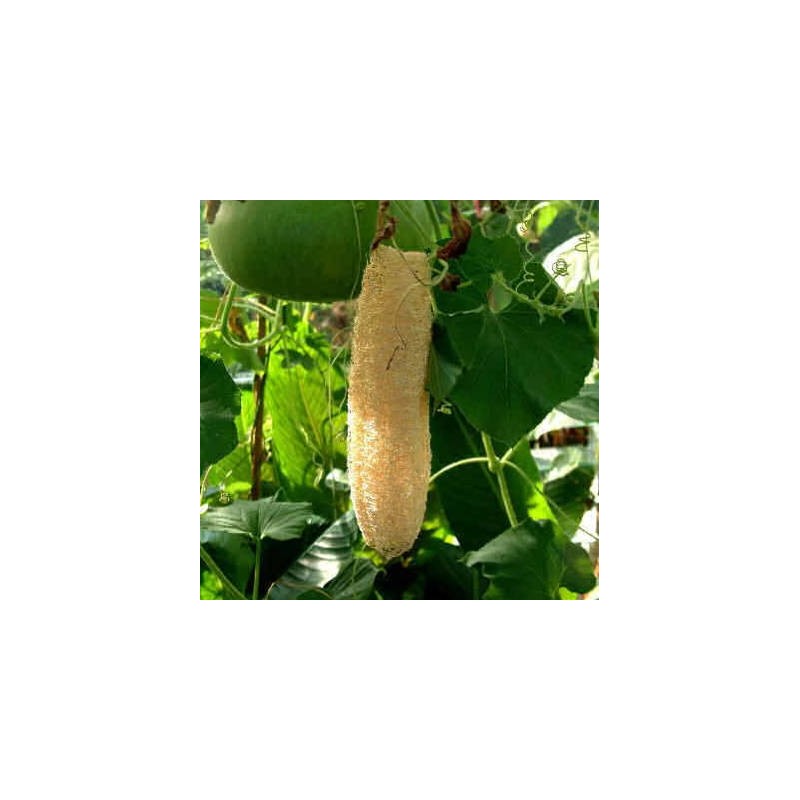 COURGE EPONGE - LUFFA CYLINDRICA