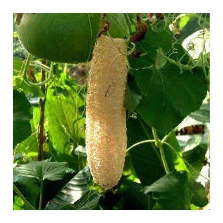 COURGE EPONGE - LUFFA CYLINDRICA