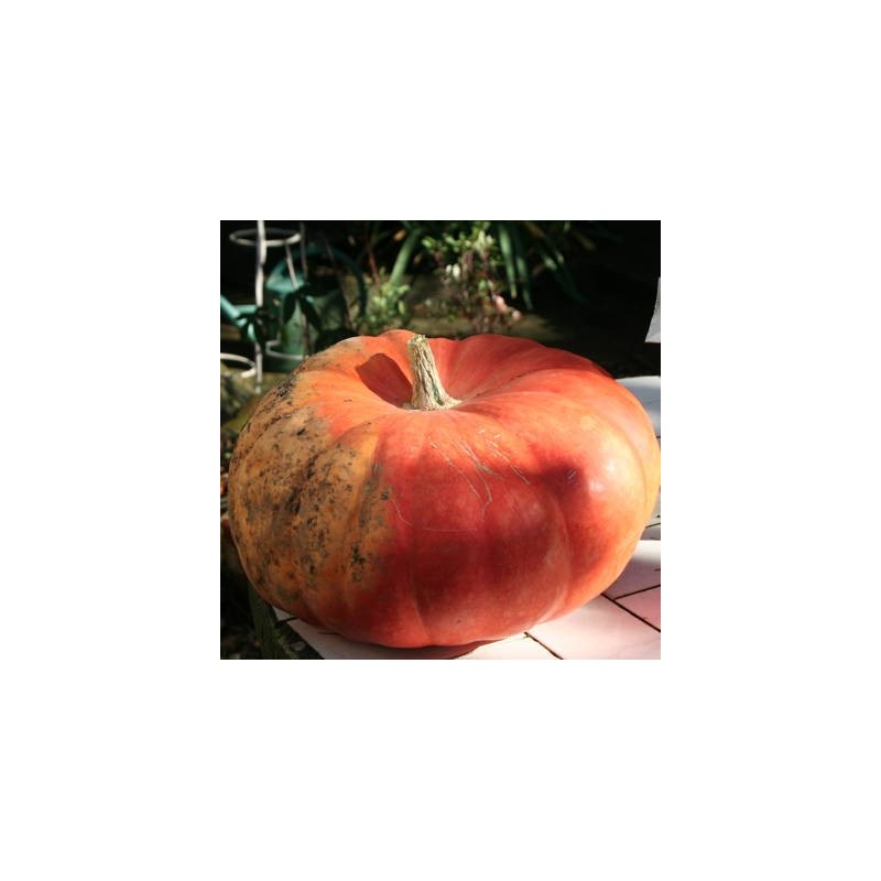 POTIRON ROUGE VIF D'ETAMPES