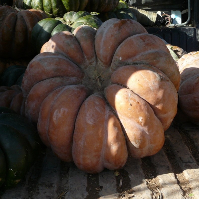 COURGE MUSQUEE D'HIVER DE PROVENCE