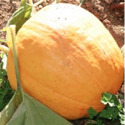 POTIRON ATLANTIC GIANT