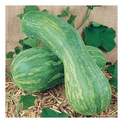 COURGE LONGUE DE NICE