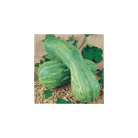 COURGE LONGUE DE NICE