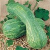 COURGE LONGUE DE NICE