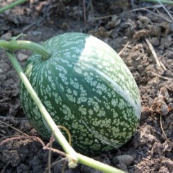 COURGE DE SIAM (ABOBORA CHILA)