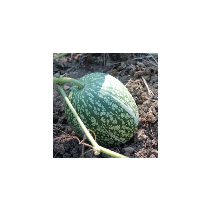 COURGE DE SIAM (ABOBORA CHILA)