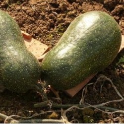 COURGE PLEINE DE NAPLES