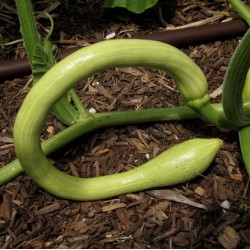 COURGE PRECOCE DI ALBENGA