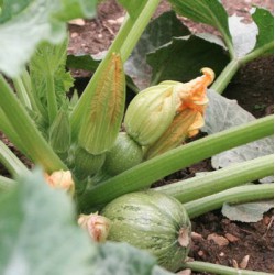 COURGETTE DE NICE A FRUIT ROND