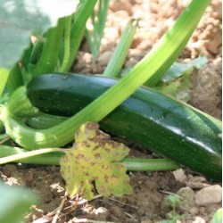 COURGETTE VERTE NON COUREUSE DES MARAICHERS