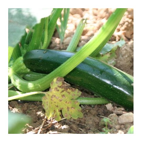 COURGETTE VERTE NON COUREUSE DES MARAICHERS