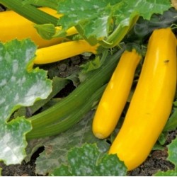 COURGETTE GOLD RUSH