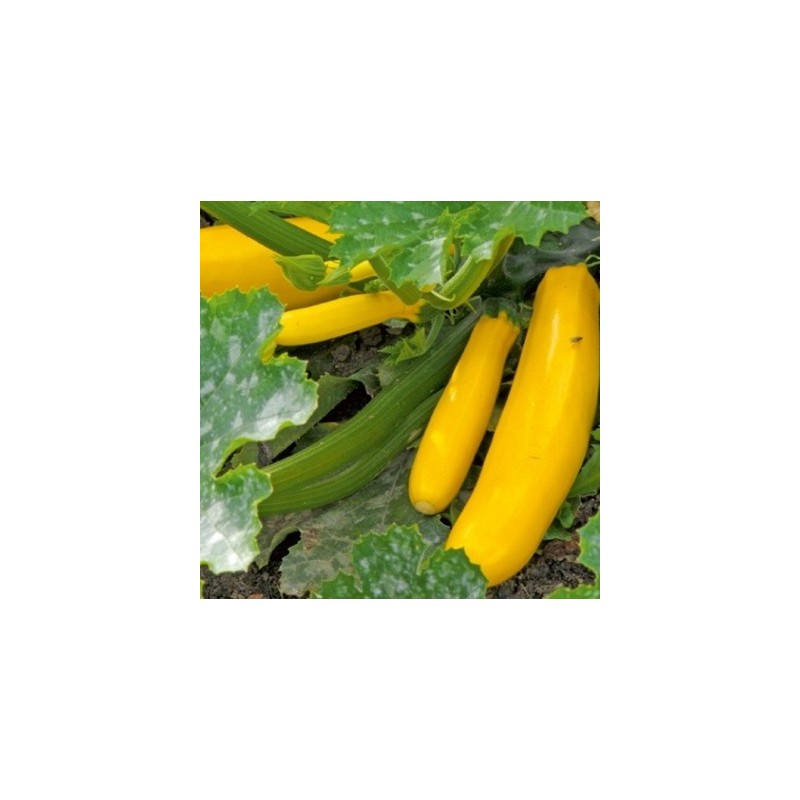 COURGETTE GOLD RUSH