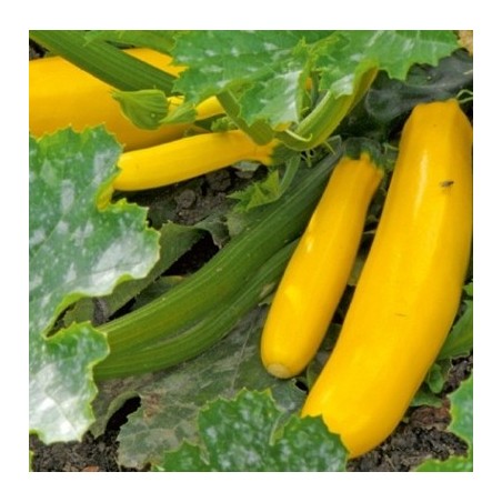 COURGETTE GOLD RUSH COURGETTE GOLD RUSH