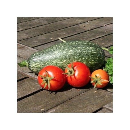 COURGETTE GRISE D'ALGER COURGETTE GRISE D'ALGER