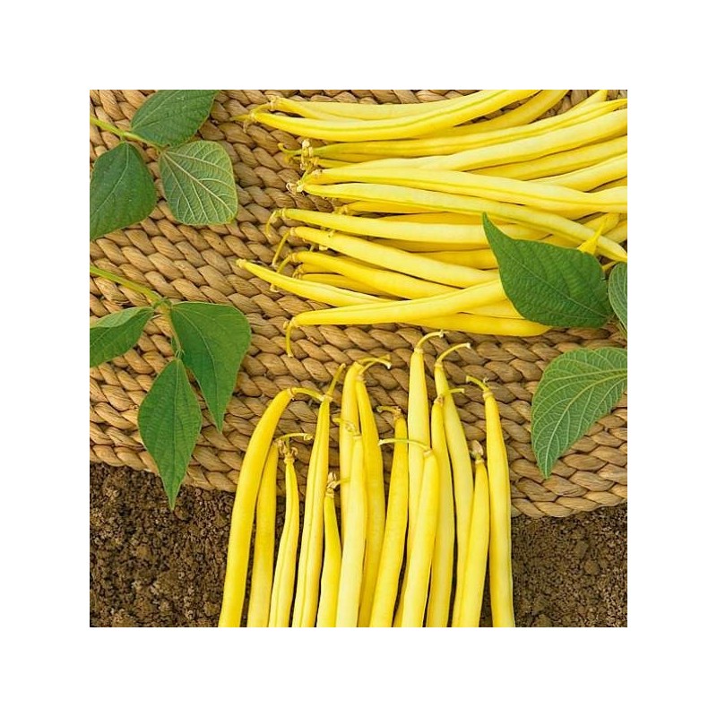 HARICOT NAIN BEURRE ROI DES BEURRES