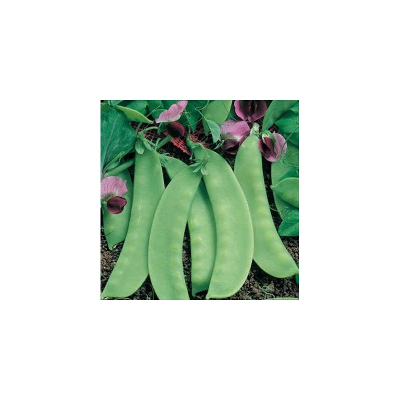 POIS GOURMAND CAROUBY DE MAUSSANE