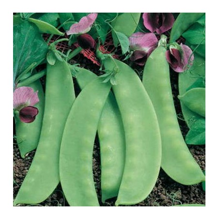 POIS GOURMAND CAROUBY DE MAUSSANE