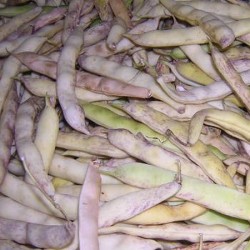 HARICOT nain PACTOL type Coco de Paimpol