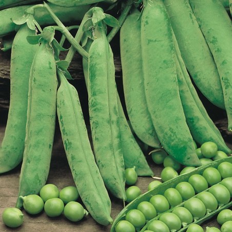 POIS ROND PETIT PROVENCAL POIS ROND PETIT PROVENCAL