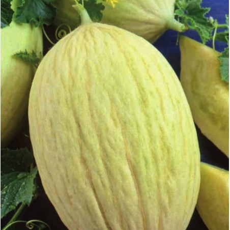 MELON BRANCO DO RIBATEJO MELON BRANCO DO RIBATEJO